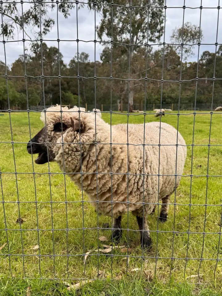 A sheep standing near a fence in a grassy area with trees in the background.