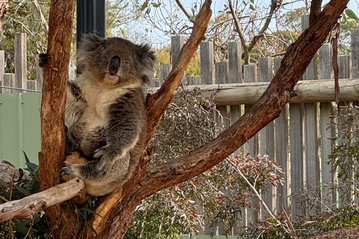 A koala sitting on a tree branch, appearing relaxed and content in its natural habitat.
