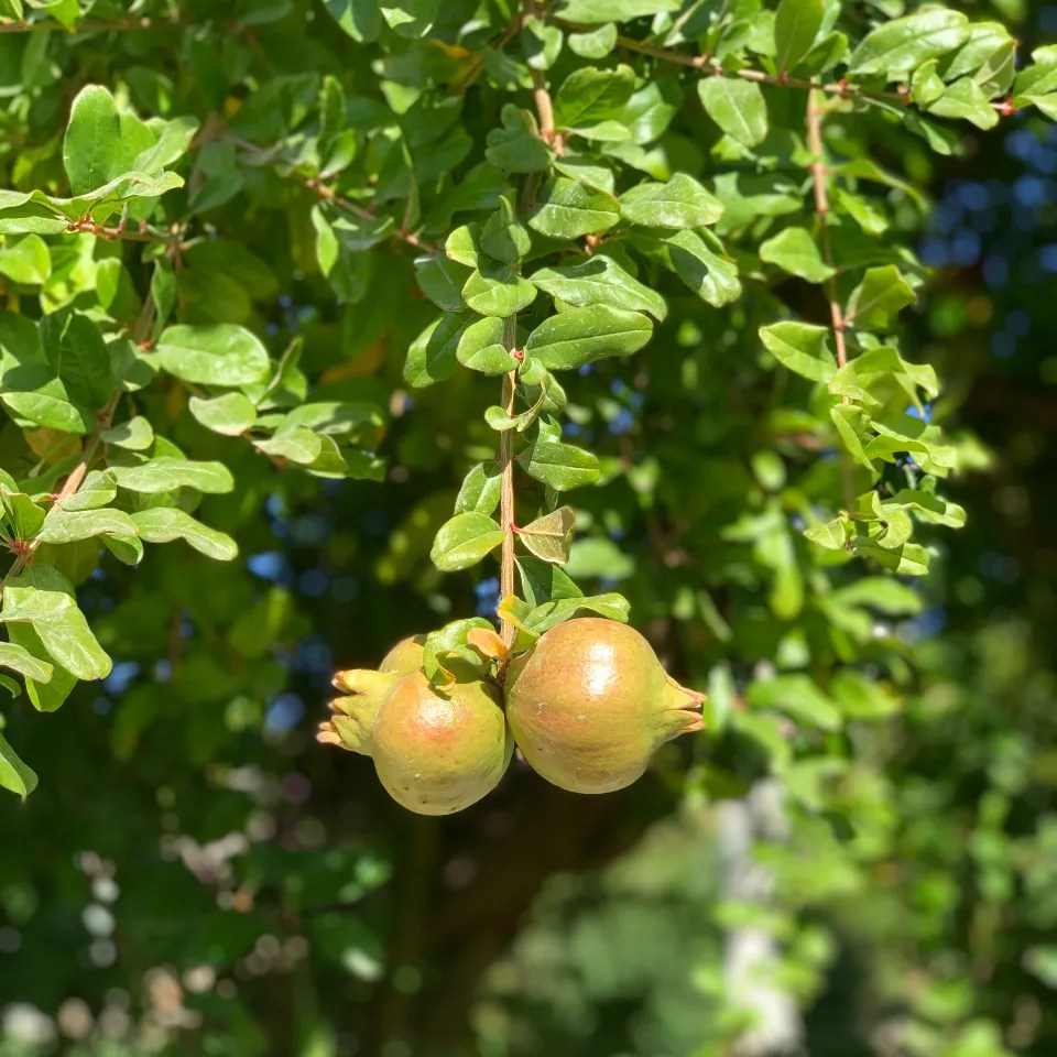 Two pomegranates hanging from a tree among lush green leaves, capturing the essence of a warm, sunlit environment.