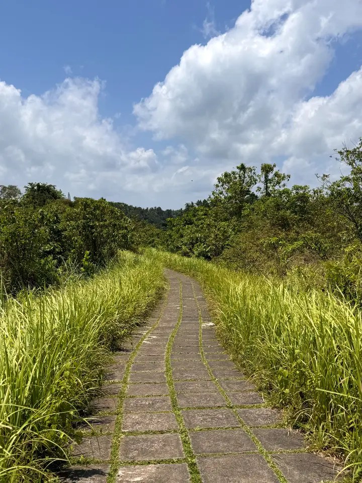 A scenic pathway winding through lush greenery under a bright blue sky with fluffy clouds in Ubud, Bali.