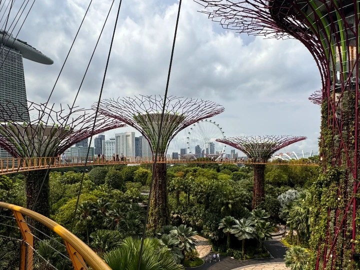 View from the OCBC Skyway at Gardens by the Bay, showcasing the iconic Supertree Grove, lush greenery, and the Marina Bay skyline in the background.