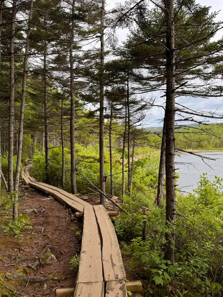Wooden boardwalk path winding through a lush forest trail with tall trees and a lake visible in the background.