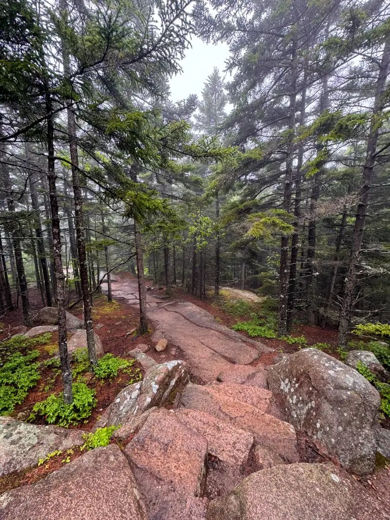 Rocky hiking trail winding through a misty forest with tall evergreens and moss-covered ground.