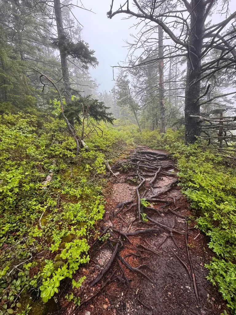 A misty forest trail with exposed tree roots, surrounded by green foliage and fog.
