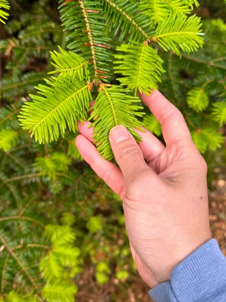 A hand gently touching vibrant green spruce tips needles in the Maine forest.