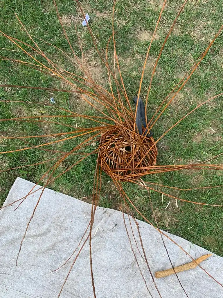 An unfinished basket made from willow branches with long, protruding rods, resting on a towel on grass.