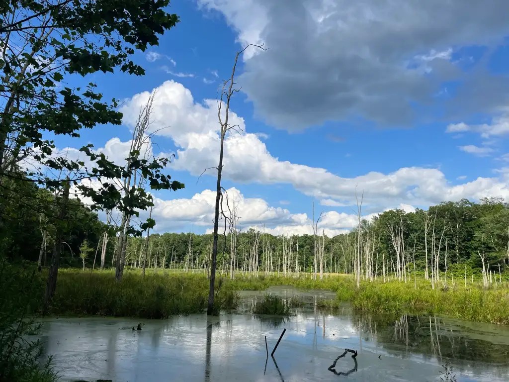 A serene landscape featuring a water body surrounded by tall, leafless trees, lush greenery, and a bright blue sky with scattered clouds.