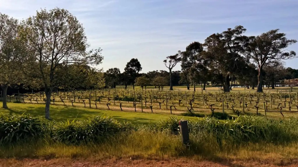 A scenic view of a vineyard in Busselton, Western Australia, featuring rows of grapevines under a clear blue sky, surrounded by lush green grass and trees.