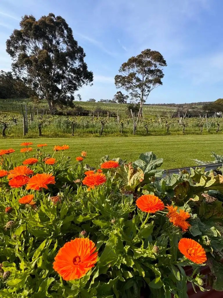 A vibrant display of orange flowers in the foreground with lush greenery and trees in the background, set against a clear blue sky at Cullen Wines in Busselton, Western Australia.