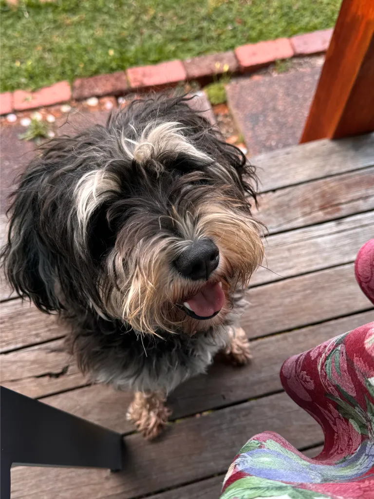 A close-up of a fluffy black and gray dog sitting on a wooden deck, looking up with a happy expression.