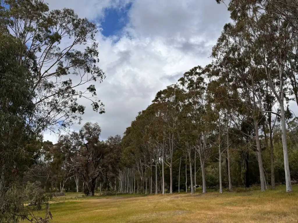 A scenic view of a grove of tall eucalyptus trees under a partly cloudy sky, with a grassy field in the foreground.