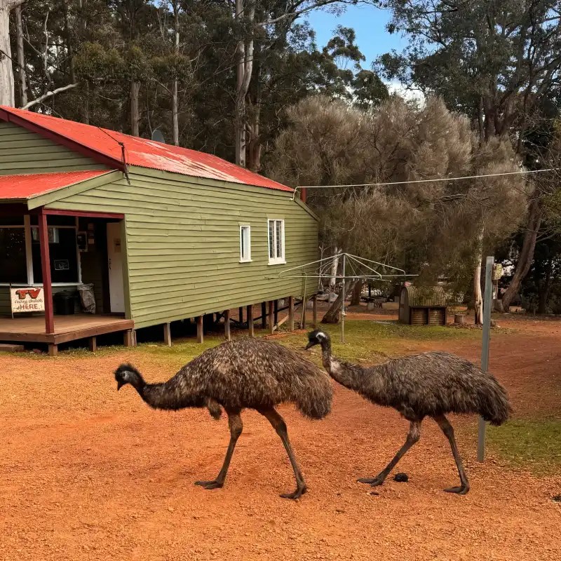 Two emus walking in front of a green and red building with a porch, surrounded by trees and a dirt ground.