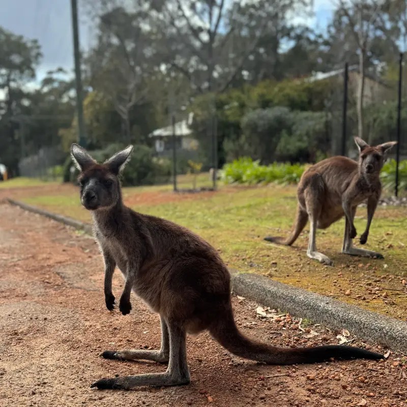 A kangaroo standing on a dirt path, with another in the background, surrounded by greenery and trees.