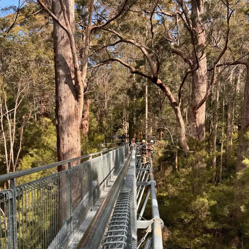 A walkway among towering eucalyptus trees, with visitors observing the surrounding forest and foliage.
