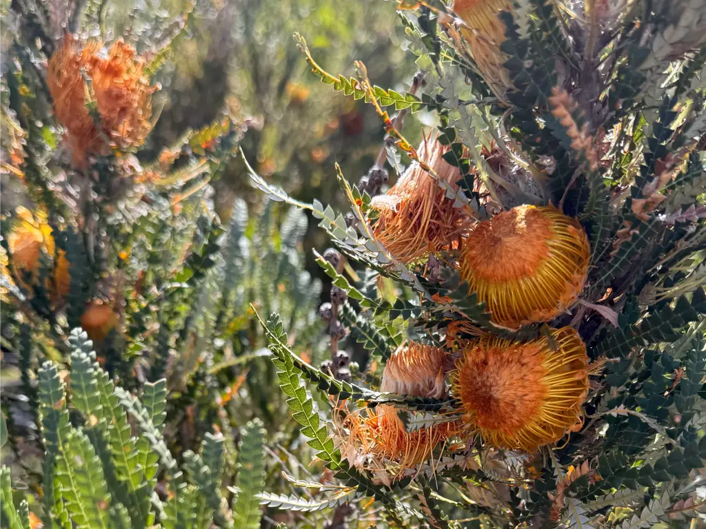 Close-up of vibrant orange banksia flowers nestled among green foliage, showcasing the unique texture and colors of the Australian native bushland.