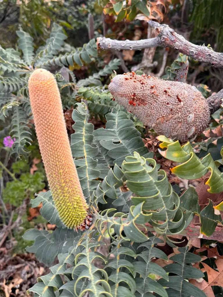 Close-up view of Banksia plants displaying a long, cylindrical flower spike and a round, textured seed pod among green, serrated leaves.