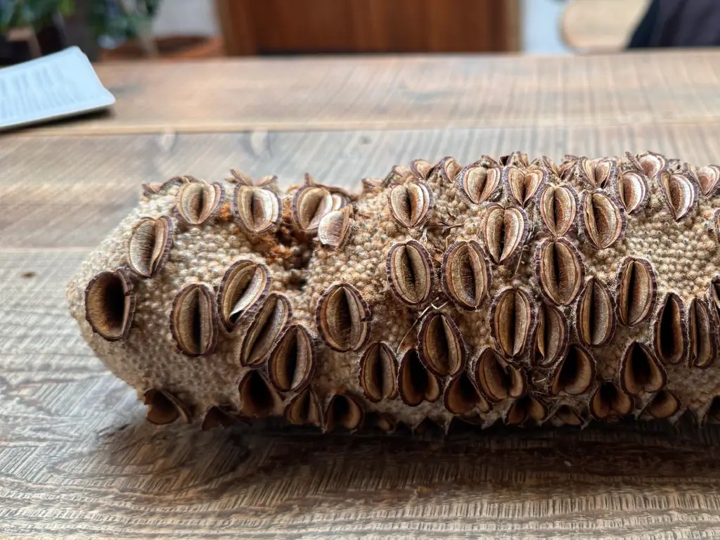 Close-up of a banksia seed pod showcasing its rough surface and unique shape, lying on a wooden table with a blurred background.