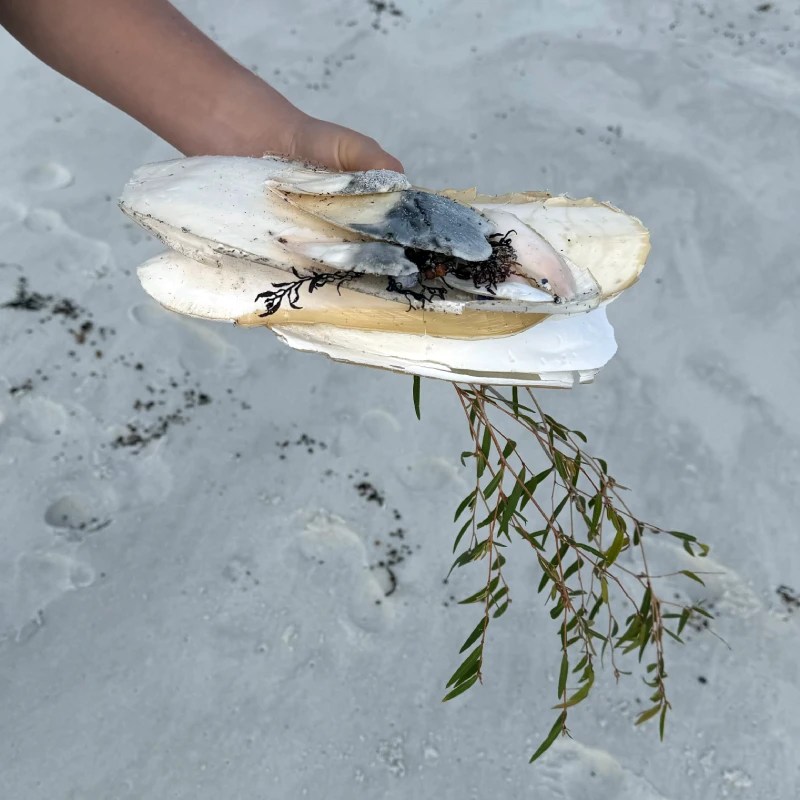 A hand holding a collection of cuttlefish bones with seaweed and a small branch, on a sandy beach.