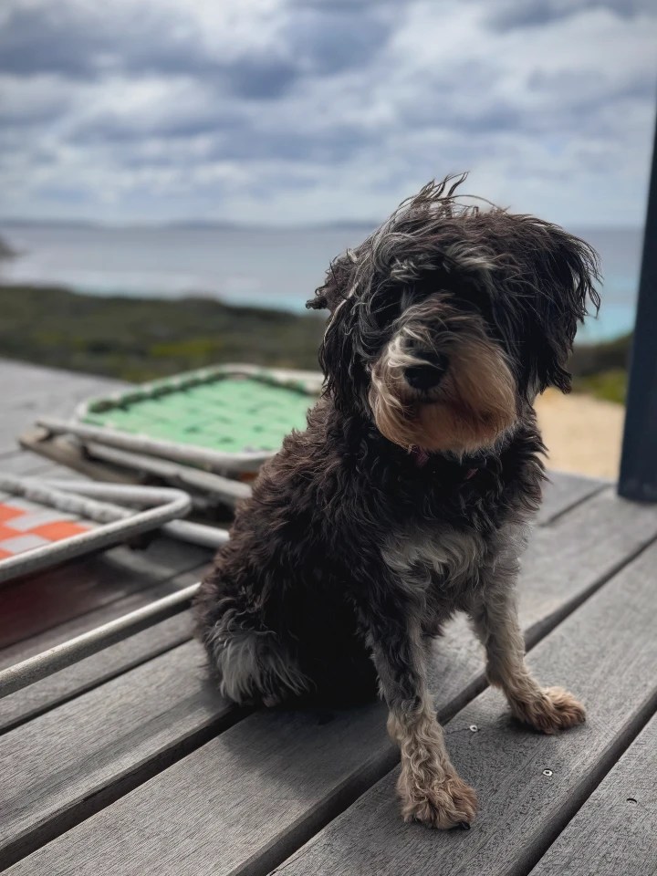 A small, shaggy dog with windblown fur sits on a wooden deck overlooking a coastal landscape with blue water in the background and cloudy skies from an incoming storm.