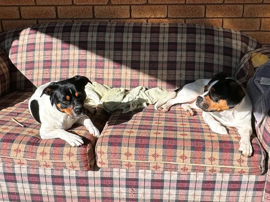 Two dogs lounging together on a plaid couch, enjoying the sunlight filtering into the room.
