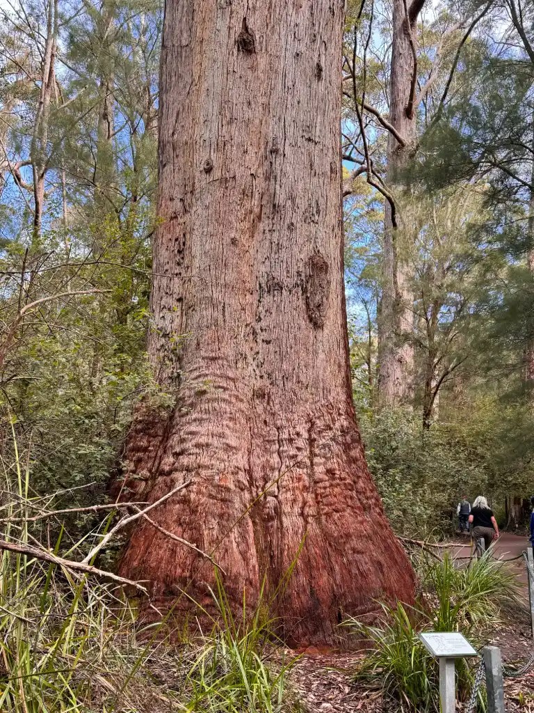 The towering trunk of a eucalyptus tree in a forest setting, accompanied by walking trails and lush greenery.