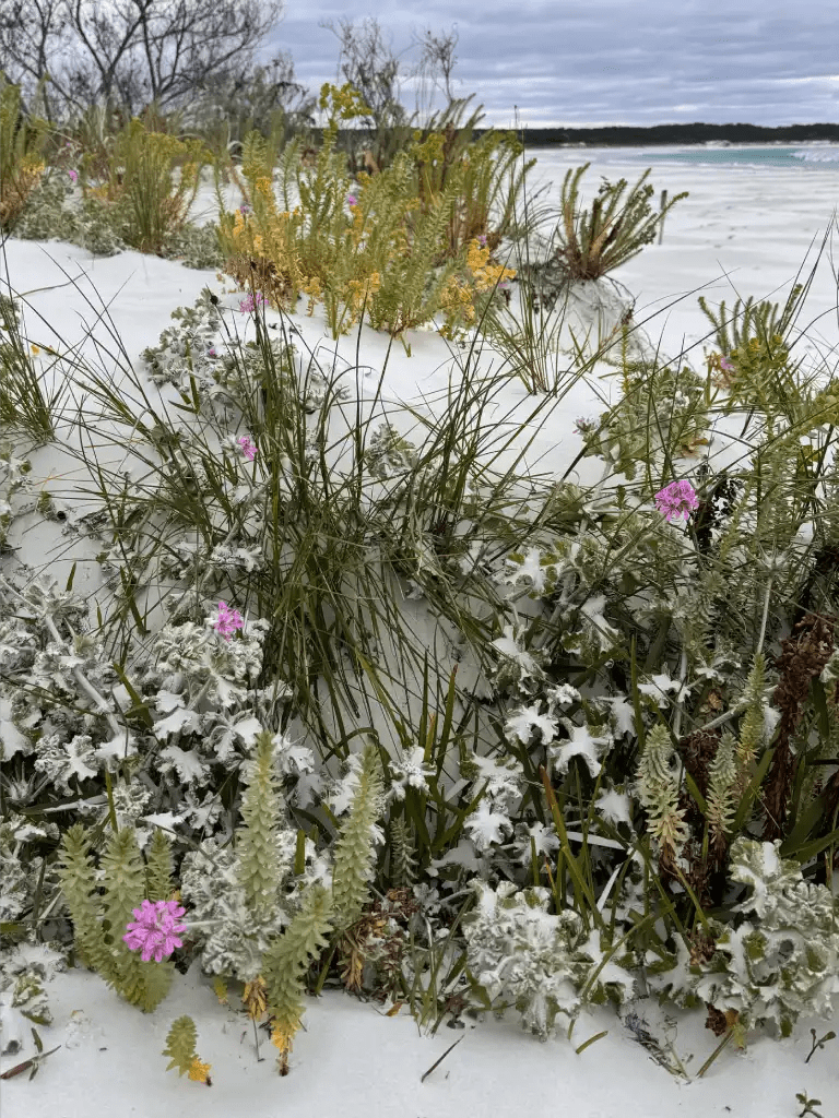 A close-up view of a variety of wildflowers and grasses growing on a sandy beach, showcasing vibrant colors against a muted sky.