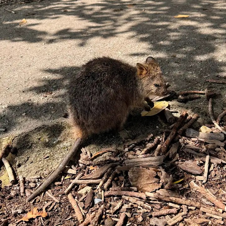 A quokka foraging for food on a pathway surrounded by sticks and leaves, featuring soft sunlight and shadows in the background.